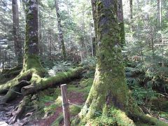 白駒の池周辺でコケ観賞