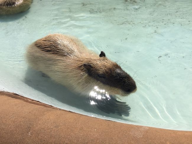 日帰りでマザー牧場に！<br />動物に癒されたー！