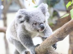 アフタヌーンからナイトズーの埼玉こども動物自然公園（東園編）コアラのニーナちゃんもカピバラもシマオイワワラビー一家も昼夜マイペース＆すくすく育っているニホンカモシカの妖精のようなサツキちゃん