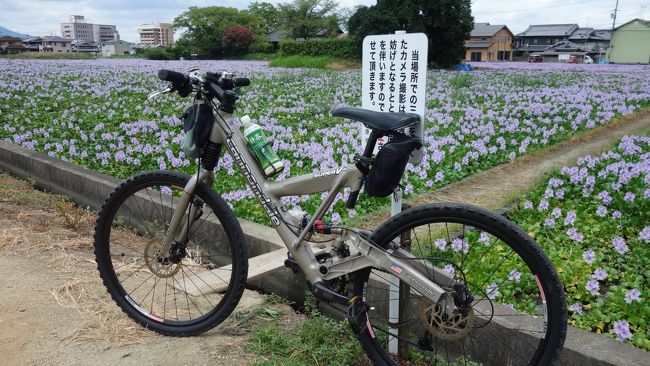 表題の橿原市本薬師寺周辺を銀輪散歩してきました。奈良市内での野暮用を済ませての輪行となるため、同行を申し出た友人に遠慮して単独行といたしました。野暮用は早々に済ませます。多少の肉体労働も、後にある楽しい輪行を考えますと苦にも為らずです。京和奈道を南下、結節点では渋滞で大した時間短縮になっていないと思いますが、暫し高架を走っていると爽快感が勝ります。桜井市から橿原市の平城宮跡の駐車場へ到着です。管理人のF氏より閉門時間について案内がありますが、そこまでは体力が持ちませんな・・・と応答。<br /> 宮跡の西端を南下して飛鳥川を渡ると右折、数百メートルも走ると本薬師寺の見慣れた風景です。今回は南側からのシーンが多いのは、見物客が多く自転車持参組は身を引くのがエチケットです。前回の訪問時は友人けん家持氏と来ていますが、当時はハスは見なかった様に記憶があります。当時の写真集を捲りましたが見当たりません。ホテイアオイの群生から西に畝傍山を見ますが、建物が多くなり山の輪郭が少なくなっています。<br /> 暫く飛鳥川沿いを走り、雷丘下の雷橋付近から甘樫丘公園をかすめて橿原神宮駅方向へ舵を取ります。前回この付近を訪れた時に眺めた、神宮の先に見えた風景を走りたくなりました。この辺がフーテンの寅と云うか、走る寅ですな。神宮の南端で近鉄南大阪線を横切りますと高取川、この堤を走ると鉄路が堤を封鎖して通行できません。斯様な場所が多いのが奈良の大和川流域です。仕方が無く逆戻り、これを何度か繰り返して坊城駅へ。<br /> この駅前にあるのが「だんご庄」、遅い昼飯代わりにだんごを戴くと麦茶もサービス。これが美味いですね。元気を戴くと同時に土産も戴いて帰路につきましょう。帰りは神宮の北端を目指します。神宮周辺に近づきますと、発掘でしょうかトレンチを掘っています。二代天皇という綏靖天皇( すいぜいてんのう)桃花鳥田丘上陵(つきだのおかのえのみささぎ)脇です、いずれ何ほどか発表があるかもしれません。しかし、本日のホテイアオイ鑑賞ついでにピッタリの名の御陵であります。<br /> ここまで戻りましたら、藤原京跡までは僅かです。近鉄橿原線のアンダーパスがふくらはぎに堪えます。飛鳥川を越えて宮跡の端に醍醐池が見えたらゴールです。出がけに挨拶した管理人のF氏も笑顔で出迎えてくれました。ホテイアオイの次はコスモスと、見所もお教え戴きました。長月の晦くらいが見頃の始まりでしょうか。