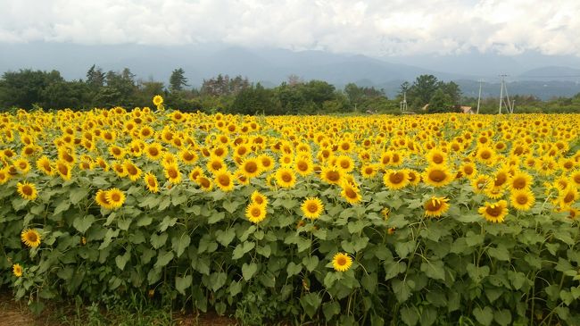 夏といえば伊豆！というのが我が家の基本でしたが、今回は山梨。知り合いの蓼科の別荘に誘われたので、その帰り道にと石和温泉を予約。ところが直前になり、先方の都合が悪くなり、蓼科行きがなくなってしまったので、石和温泉に2泊の旅に変更。ふるさと納税でいただいた石和温泉の宿泊券も利用できました。8月になってから、東京は20日連続の降雨という状況でしたが、この旅行中は天気にも恵まれて、いろいろと自然を楽しむことができました。