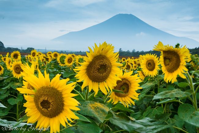 　8月に入って戻り梅雨のような天気が続いている。太陽が恋しいが蒸し暑いのはイヤなので、今月もまた、友人所有の山中湖ロッジに避暑にやって来た。<br />　今回の滞在中のメインの撮影テーマは富士山にかかる夏の天の川だったのだが、チェックイン当日、翌日は曇り空、雨で愛しい富士山はまったく姿を見せず。3日目になってようやく姿を見せてくれたが、条件が悪く納得がいく撮影はできずに終わってしまった。今の時期、花の都公園はひまわりが見頃になっている。3年連続でいささかマンネリだが、今年もまた夏富士とひまわりのコラボ写真を撮りまくって来た。