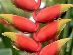 夢の島熱帯植物館  極彩色の花々 咲き競い  ☆亜熱帯/小笠原の固有種・食虫植物も