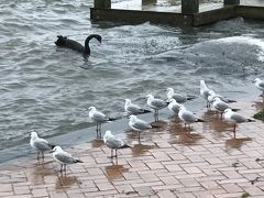 新・まるごとニュージーランド８日間 1・2日目