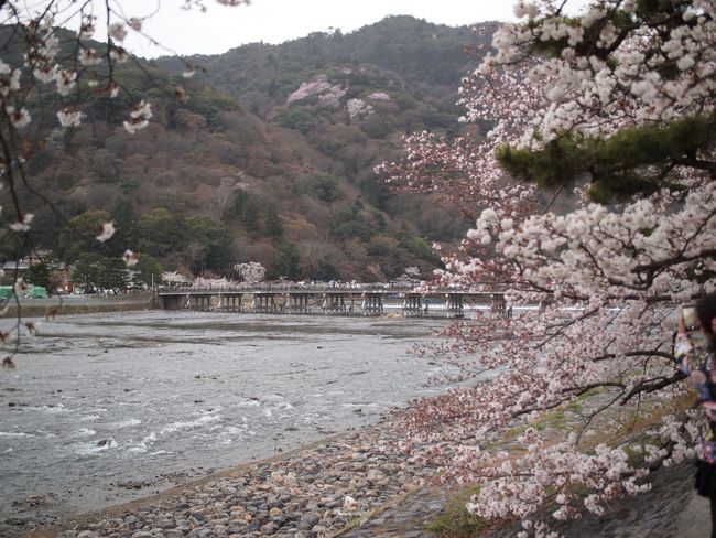 桜の咲く観光ハイシーズン、嵐山は観光客に溢れています、それでも桜はとても綺麗。<br />二日目は嵯峨野から嵐山へ、天龍寺と塔頭を廻り、有名な景色の渡月橋を楽しみ、夜は二条城へ夜桜見物に行きました。<br /><br />しかし・・・二条城で予想通りに雨が降ってきました。