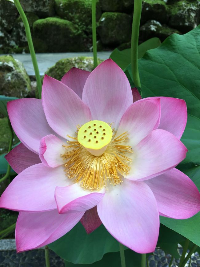 福井県で永平寺、東尋坊と観光してきました。<br />お盆休みの最中で混雑はありましたが楽しんできました。<br /><br />永平寺<br />東尋坊<br />てらぐち<br />團助<br />海鮮アトム