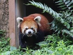 夏の好例の昭和記念公園サギソウ詣は多摩動物公園に寄ってから（２）レッサーパンダのおでこちゃんに会いたくて！～オランウータンからゴールデンターキンとツキノワグマまで