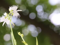 夏の好例の昭和記念公園サギソウ詣は多摩動物公園に寄ってから（３）優雅で清楚な夏の妖精のサギソウ特集