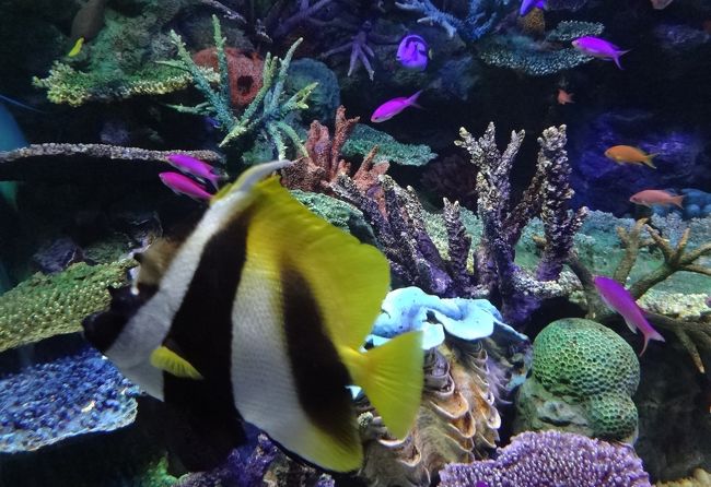 サンシャイン水族館で「空を飛んでいるように見えるペンギン」を見に行って来ました。<br />さてペンギンはビルの間を飛んでくれるでしょうか。<br /><br />ビルの中にある水族館なので、小さい水族館だろう、と一度も行った事がなかったので、<br />初訪問です。　<br /><br />