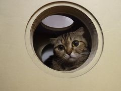 2017年5月 チェンマイ空港近くの猫カフェ「Because of Cat」