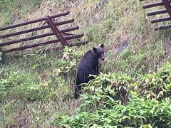 ついに路上でクマに遭遇したぞぉぉぉヽ(￣(エ)￣)ノぉおお!驚愕! 【北海道】