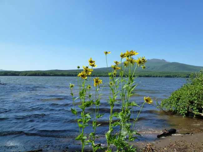 夏の北海道旅行、二日目は大沼まで足を延ばして、北海道の自然を楽しみます。<br /><br />大沼は、駒ケ岳を背景として広々とした大地見て、湖畔では風と湖面が揺れる音に静けさをきき、のびのびとした感覚と、心静かになる感覚で、五感がリフレッシュされた感じでした。<br /><br />そして、もちろん二日目も食を楽しみました！！<br /><br />