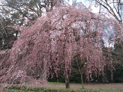 SAKURA TRIP 2017 #3 KYOTO