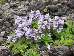 高山植物が美しい樽前山（北海道）