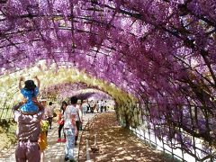 バスツアー　河内藤園