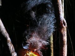 パルマリューム保護区へ(第6日目)