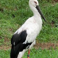 2017夏休み①～天空の城竹田城・コウノトリの郷公園・城崎温泉