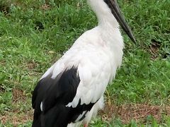 2017夏休み①～天空の城竹田城・コウノトリの郷公園・城崎温泉