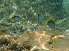 Snorkeling Log - Yonehara Kaigan, Ishigaki, Okinawa (August 2017)