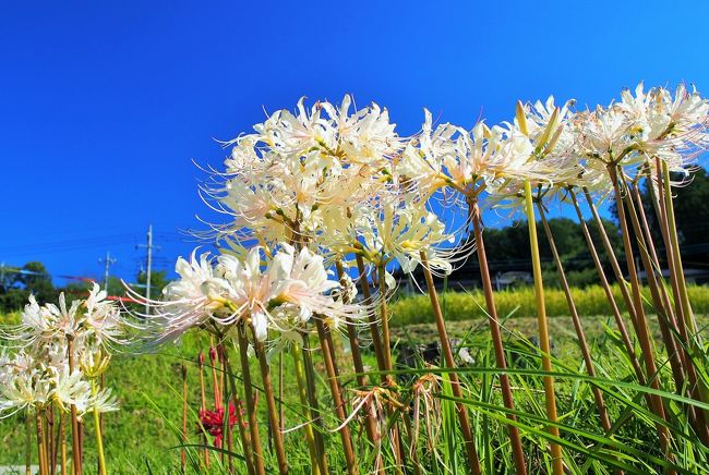 久しぶりの旅行記投稿です。<br /><br />秩父の寺坂棚田には彼岸花の季節に行ってみたいと思っていました。<br /><br />横瀬町観光のHPには、白い彼岸花はもう咲いているとの情報が載っていて、<br />それならばと日曜日の朝早くに出かけることにしました。<br /><br />