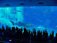 ぼっちアラフォー が 独りで 日帰り観光バスツアー に 参加した！（美ら海水族館・琉球村他）～夏那覇2017【中編】～