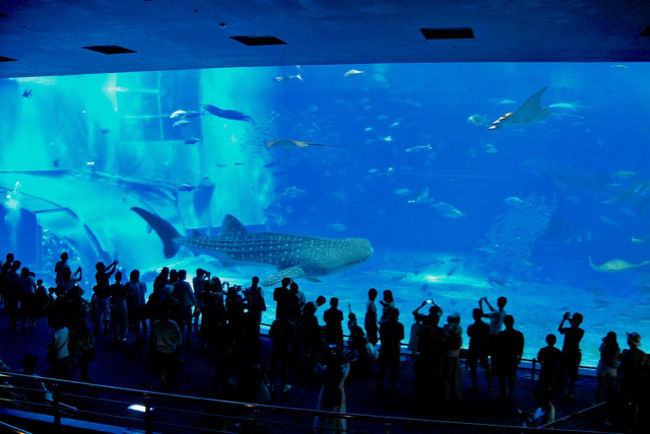 ぼっちアラフォー が 独りで 日帰り観光バスツアー に 参加した！（美ら海水族館・琉球村他）～夏那覇2017【中編】～