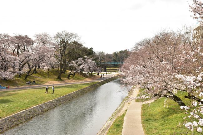 以前から岡崎城の桜がきれいと聞いていたので行ってきました^^