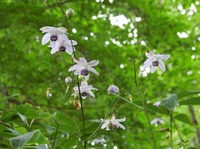 青春18きっぷで、御岳山へ日帰りハイキングへ行ってきました。<br />レンゲショウマの開花期ピークは過ぎたようですが、まだそこそこ咲いていました。ピーク過ぎの平日だったせいか、バスやケーブルカーは混んでいなくて良かったです。ハイキングコースでは他にも山野草がいろいろ咲いていて、探しながら歩くのも楽しかったです。<br />