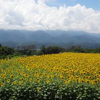 初の「忍野八海」 ＆ 「河口湖」 そして、明野ひまわり畑へ