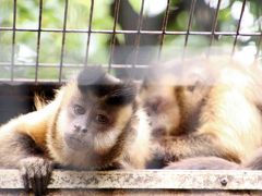 残暑のない秋らしく思いがけないレッサーパンダ詣日和となった９月上旬の新川崎と横浜めぐり（２）夢見ヶ崎動物公園（後編）キツネザルたちが楽しくて半日では足らないくらいだったその他の動物たち