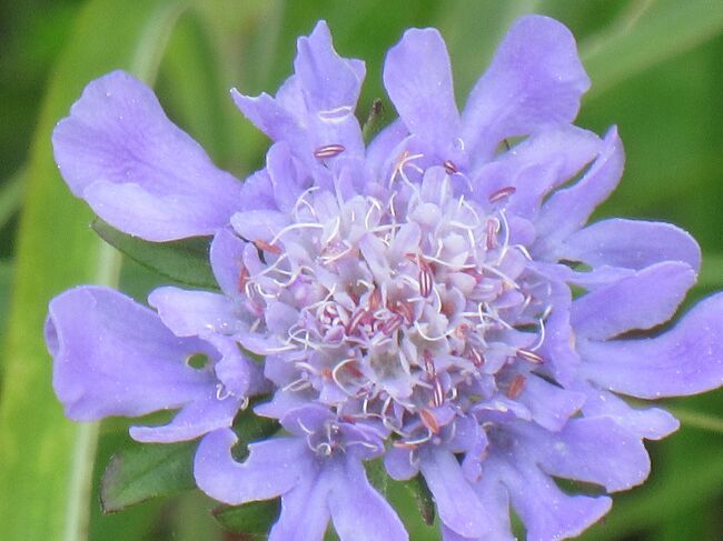 榛名湖近くの ゆうすげの道 にマツムシソウが咲いています<br /><br />マツムシソウ Scabiosa japonica 日本の固有種です<br />園芸種は近縁のセイヨウマツムシソウ<br />ではでは日本でしか見られない この花に会いに 行ってみよ~ (^ー^)ノ<br /><br />咲いてますね!♪♪ 藤色の品のある花です<br />他の花々と入りまじり咲き 自然のブーケのようです<br />良いですね( ^ω^ )<br /><br />来る時期が若干遅かったか?ススキの穂が出ていて チョット見えにくいけど...<br />晩秋には 風流な ススキの野になりそうですね~<br /><br />人出は多くないので 皆さん思い思いに レンズを通し 花と対話です<br />私も楽しかったです♪<br /><br />あっという間に時間が経っていて 気がつくとお昼<br />榛名湖を一周ドライブしてから セゾンドはるな でランチ<br /><br />「お食事出来ます」の案内で入ったのですが、ハズしちゃいました~(-_-#)<br />景色は最高なんですけどね<br /><br />気を取り直して レークサイドゆうすげ の立寄り湯です<br />こちらはレイクビューの温泉が良いですね~<br /><br />湯船からお湯が溢れ出てるタイプの源泉掛け流し<br />温まりました(o^^o)<br /><br /><br />