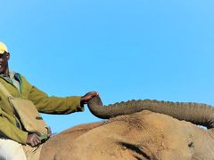 そこは、エレファント・パラダイス！ [チェベ国立公園] 一番たくさんゾウを見た日。そして我らはゾウに乗る。