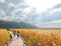 順天一番の人気スポット、順天湾湿地！ 