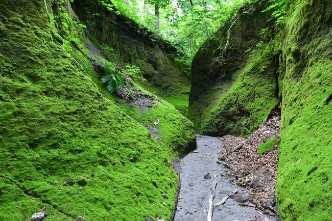 「苔の洞門」は、樽前山が噴火したときに流れでた溶岩が、沢水等により浸食された回廊状の渓谷で、その岩壁には苔が密生しています。<br />平成13年に岩盤の一部が崩落し、その後、入口付近の観覧台からの見学に変更されたのですが、平成26年9月の大雨の影響によりここも閉鎖されてしまいました。<br /><br />ところが、樽前山登山を案内してくれたガイドさんから、ベテラン登山者だけが沢道として歩く「第二の苔の洞門」があることを教えてもらいました。<br />この沢道は整備されていないところで、倒木や落石、熊出没の危険があります。<br />登山ガイドと一緒に行動する必要があるので、詳細な位置は控えたいと思います。<br />いずれ町の行政により整備されることを願っています。<br /><br />旅行記は、千歳市HP「ちとせの観光」、丸駒温泉旅館の資料を参考にしました。<br />