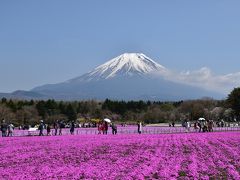 富士芝桜まつりと朝霧高原（富士芝桜まつり編）