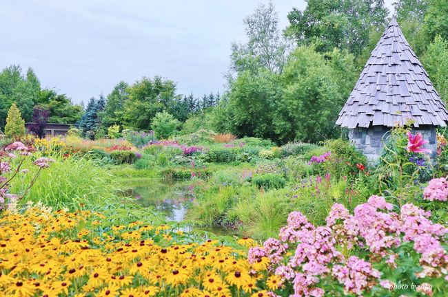 昨年の道東に続いて今年の夏休みも北海道旅行。今回は久しぶりに千歳から入り積丹や小樽を回ってから道央へ。北竜町のひまわり、新成生のソバの花、旭川の上野ファーム、そしていつもながら美瑛や富良野のパッチワークを撮ってきました。<br /><br />夏の北海道はたくさんの色に溢れていました。<br /><br />８月１２日（土）羽田→千歳<br />　　　　　　　　積丹半島（神威岬、島武伊海岸）→ニッカ余市工場→<br />　　　　　　　　小樽運河→小樽泊<br /><br />８月１３日（日）小樽→北竜町（ひまわり）→新成生（ソバの花）→<br />　　　　　　　　上野ファーム→美瑛→中富良野泊<br /><br />８月１４日（月）中富良野→四季彩の丘→青い池→麓郷→上富良野→<br />　　　　　　　　美瑛の丘→中富良野泊<br /><br />８月１５日（火）中富良野→上富良野→富良野（ニオの風景）→<br />　　　　　　　　彩香の里・ファーム富田→美瑛<br />　　　　　　　　旭川→羽田