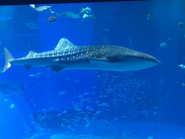 美ら海水族館から古宇利島そして海中道路を目指しました。