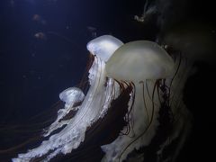 あの有名なクラゲの水族館へ