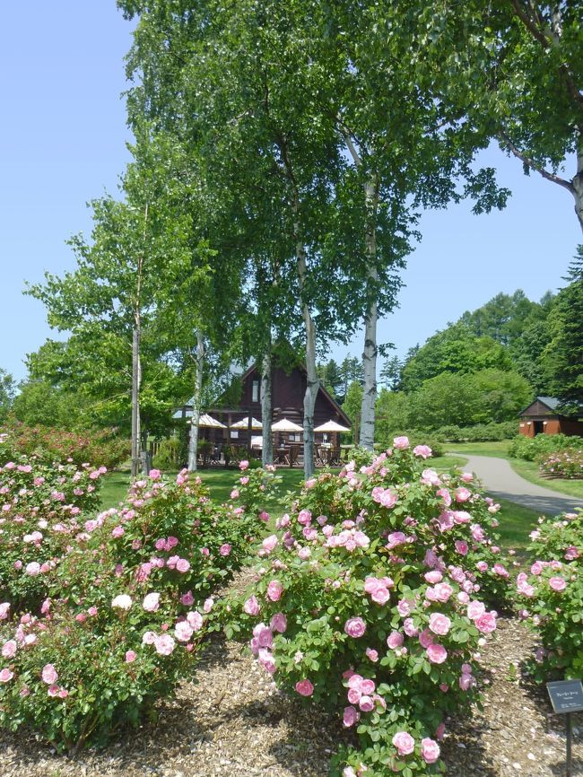 札幌からレンタカーでいわみざわ公園バラ園にバラを見に行って来ました。いわみざわ公園は北海道岩見沢市の東南部の丘陵地帯にあり、約183ヘクタールの広さを持つ大規模都市公園です。この公園は1986年に開催された「北海道21世紀博覧会」に合わせて部分的にオープンし、その後様々な施設が追加されていきました。バラ園は1994年に公園内の南側にオープンし、2013年にリニューアルされて「第22回ばら制定都市会議」(ばらサミット)が開催されました。現在は約4ヘクタールの敷地に、約630種8800株のバラとハマナスが植えられています。バラとハマナスの見ごろは6月中旬~7月中旬頃と9月中旬~10月中旬頃です。本公園のバラやハマナスの多くは根元に名称等の情報が書かれたプレートが挿されていましたので、本旅行記ではその情報を写真の下に記載しましたが、プレートがなかったものには「バラ」もしくは「ハマナス」とだけ記載しました。それ以外の花にはプレートがありませんでしたので、知っている花はその名称を記載し、知らない花は「花」とだけ記載しました。ご了承ください。あまりに量が多いので2回に分け、今回はオールドローズ(下記参照)を中心にご報告します。