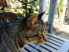 福岡の猫パラダイス島である『相島』に久し振りに再訪して見た。【猫を探しに相島散策＆島カフェで昼食編】