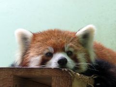 初秋のレッサーパンダ紀行【１】 千葉市動物公園　やっぱりねぇ、どうりで可愛らし過ぎると思ったんだ（笑）・・・女の子だったメイタちゃんに会いに