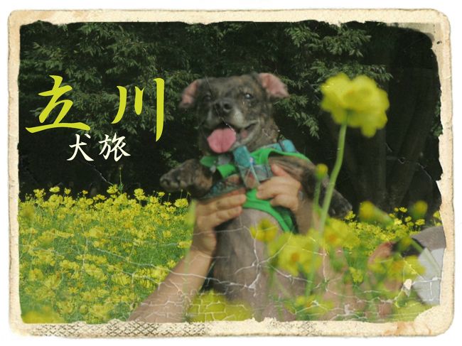 愛犬Ｋｅｎと旅する企画『 犬旅 』<br /><br />第３２回、立川。<br />もしや中華街とか行けるのかしらん？<br />チンジャオロースー、めっちゃ好きやねぇ～ん。