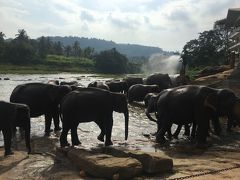 【タイ・スリランカ　象とカレーを巡る旅】⑤ピンナラワ～コロンボ