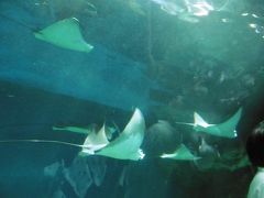 進化系!? 華やかな水族館♪