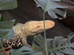 California Academy of Science, SFO-HND（2017夏の旅行記）