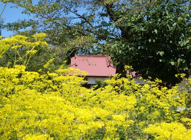 長瀞に秋の七草めぐりに行ってきました。<br />春の七草は「セリ（芹）、ナズナ（ペンペン草）、ゴギョウ（母子草）、ハコベラ（ハコベ）、ホトケノザ（田平子）、スズナ(蕪)、スズシロ（大根）」ということで<br />七草粥にもするのでスラスラ言えます。<br />でも、秋の七草はいえな～い！<br />山上憶良のよると<br />「萩の花　尾花葛花　なでしこが花　をみなへし　また藤袴　朝顔が花」とのこと。<br />朝顔は諸説あって今の朝顔と同じ花であるという説以外にムクゲ，キキョウ，ヒルガオと言いう説も<br />あるようで<br />辞典などでも桔梗が有力と言われています。<br />以前にも長瀞の七草めぐりは歩いたことがありますが、タイミングが悪く七草の花を見るのは<br />なかなか難しく<br />枯れてしまっている花もありました。<br />今回は、少し早めの時期に歩いてみることにします。<br /><br />皆さんに開花情報をお伝え出来ればと思ったのですが<br />旅行記が遅れてしまいました。<br /><br />開花状況は<br />https://www.nagatoro.gr.jp/category/flower_topics/nanakusa/<br />を参考にすると良いと思います。<br />