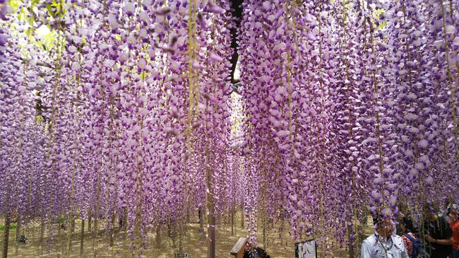５月のゴールデンウィークに、栃木県のあしかがフラワーパークに行ってきました！<br />ちょうど大藤が満開の時期で、「ふじのはな物語」を開催中！<br /><br />東京から日帰り旅行。<br />以前、カンブリア宮殿の特集を見て、行ってみたいと思っていたのですが、ようやく実現！<br />本当に見事な大藤が迎えてくれました！！<br /><br />ここは、花の咲き具合によって入園料が変わります。なんと合理的！大藤満開のこの季節は一番高いと思いますが、見る価値ありました(^^)冬のイルミネーションも人気のようなので、いつかまた行ってみたい！<br /><br />日程<br /><br />東京都内<br />　↓<br />（電車）<br />　↓<br />あしかがフラワーパーク<br />　↓<br />（期間限定の無料送迎バス）<br />　↓<br />佐野アウトレット<br />　↓<br />（高速バス）<br />　↓<br />東京都内<br /><br />見事な藤を日記に残したかったので、季節外れの投稿ですみません…。