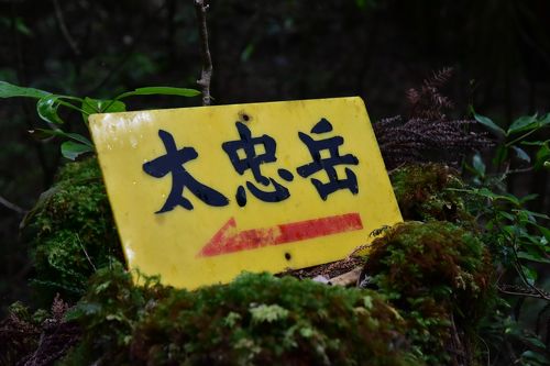 だれる 知らない 屋久島 屋久島ひとり旅 in 2020 3日目 - 縄文杉トレッキング -』屋久島