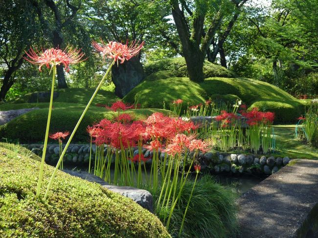 ネット情報を見ると彼岸花が咲き始めたとのこと。近くの田んぼのあぜ道にも赤い花が見られるようになりました。週末～三連休は台風１８号が日本列島を縦断しそうなので、まだ満開ではないだろうとは思いましたが、秋晴れに誘われて、太田市の常楽寺に行ってきました。<br /><br />行ってみたら、思っていた以上に沢山咲いており、しかも若い花が多いので、とても綺麗です。咲き具合は、５分咲きくらいだと思います。まだ蕾が沢山ありますので、満開で見頃になるのは、台風が言った後、来週あたりではないでしょうか。<br />黄色の彼岸花は、見られませんでした。<br /><br />書き込んだ情報は、常楽寺で頂いたパンフレットの他、ネットを参考にしました。<br />