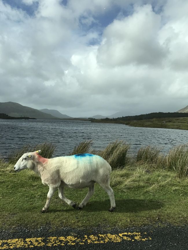 アイルランドの西側にあるゴールウェイを拠点にレンタカードライブ。<br />道中、驚くような風景にたびたび出会えました。